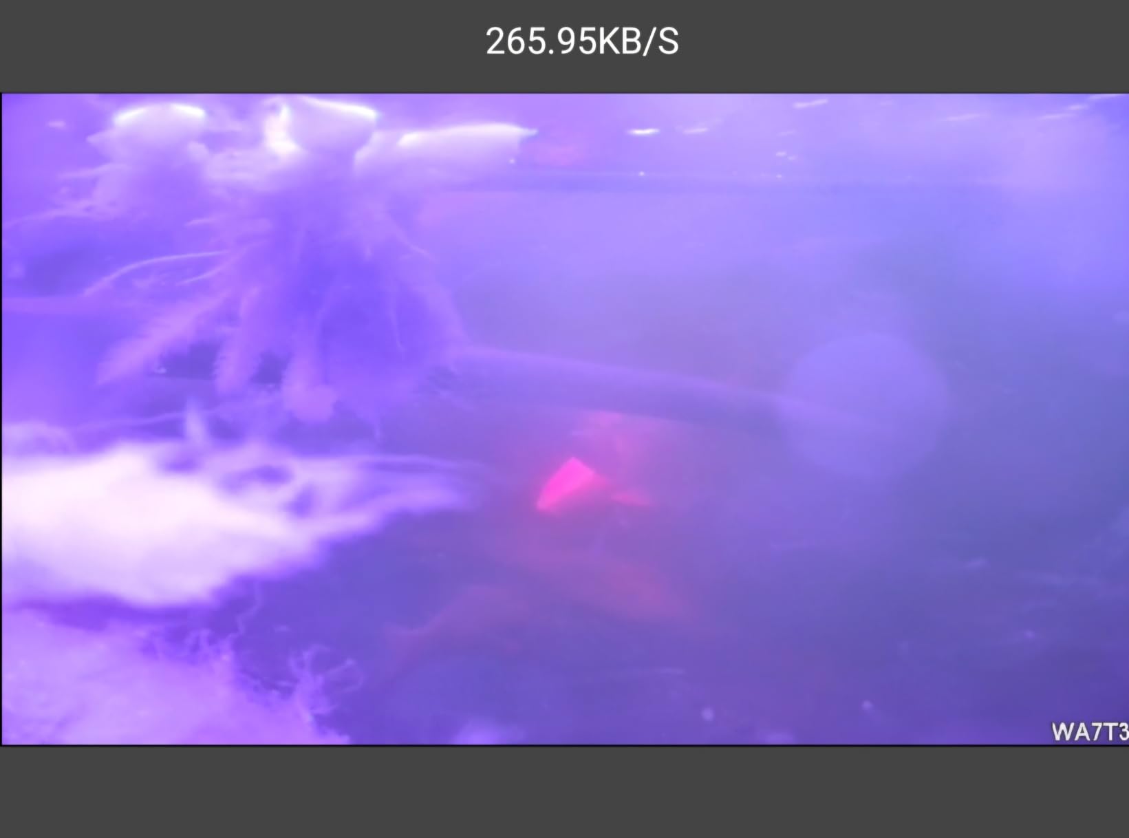 Barlus Underwater Camera POE 5MP CMOS Lens 100° Wide-Angle Sea Stainless Steel with Fill Light IP68 Waterproof Camera for 24/7 koi Pond with 32ft Cable customer photo 2