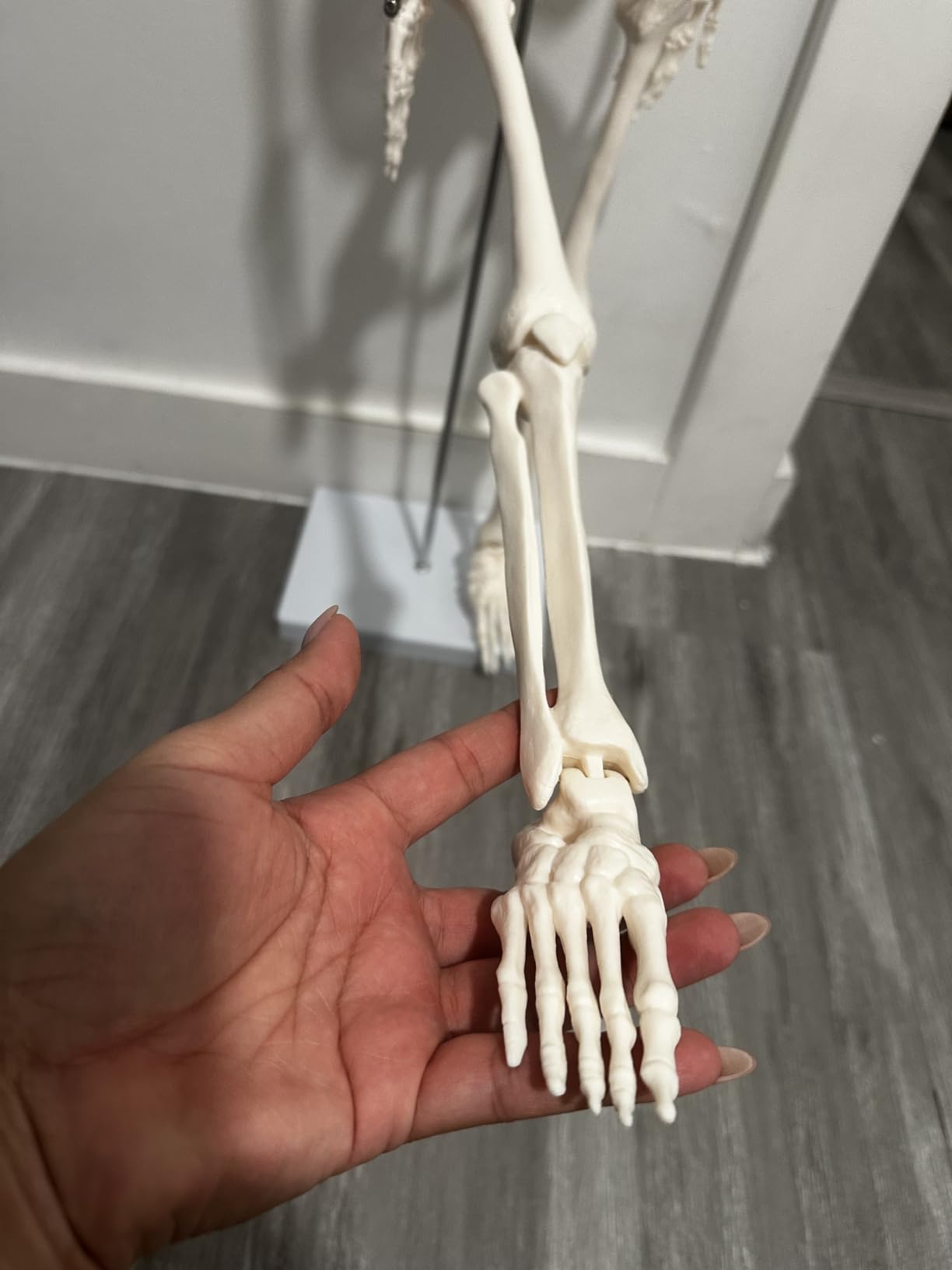breesky Scientific Human Skeleton Model for Anatomy, 33.4'' Skeleton Model with Metal Stand, Removable Arms & Legs for Student to Study Human Skeleton Anatomy System, Manual Included customer photo 1