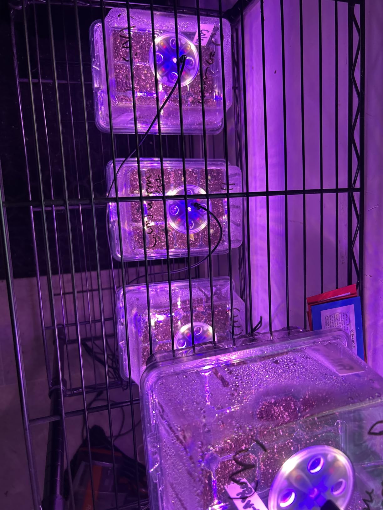 Seed Starter Trays with 12-LED Grow Lights, Green, 5 Pack | 5 Seed Starter Kits, 60 Cells, 12-LED Grow Light per Tray, Vented Humidity Domes, Drainage Holes, 1-to-5 USB Cable customer photo 1