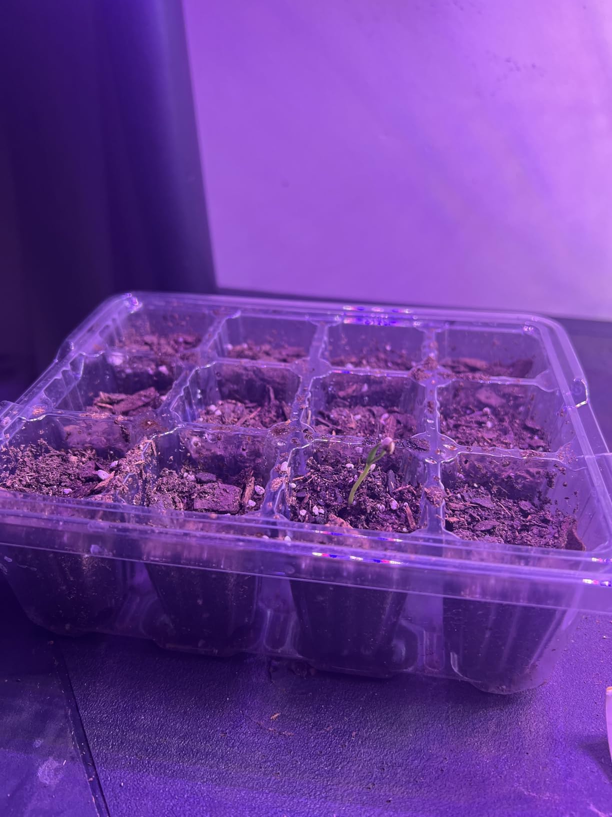 Seed Starter Trays with 12-LED Grow Lights, Green, 5 Pack | 5 Seed Starter Kits, 60 Cells, 12-LED Grow Light per Tray, Vented Humidity Domes, Drainage Holes, 1-to-5 USB Cable customer photo 2
