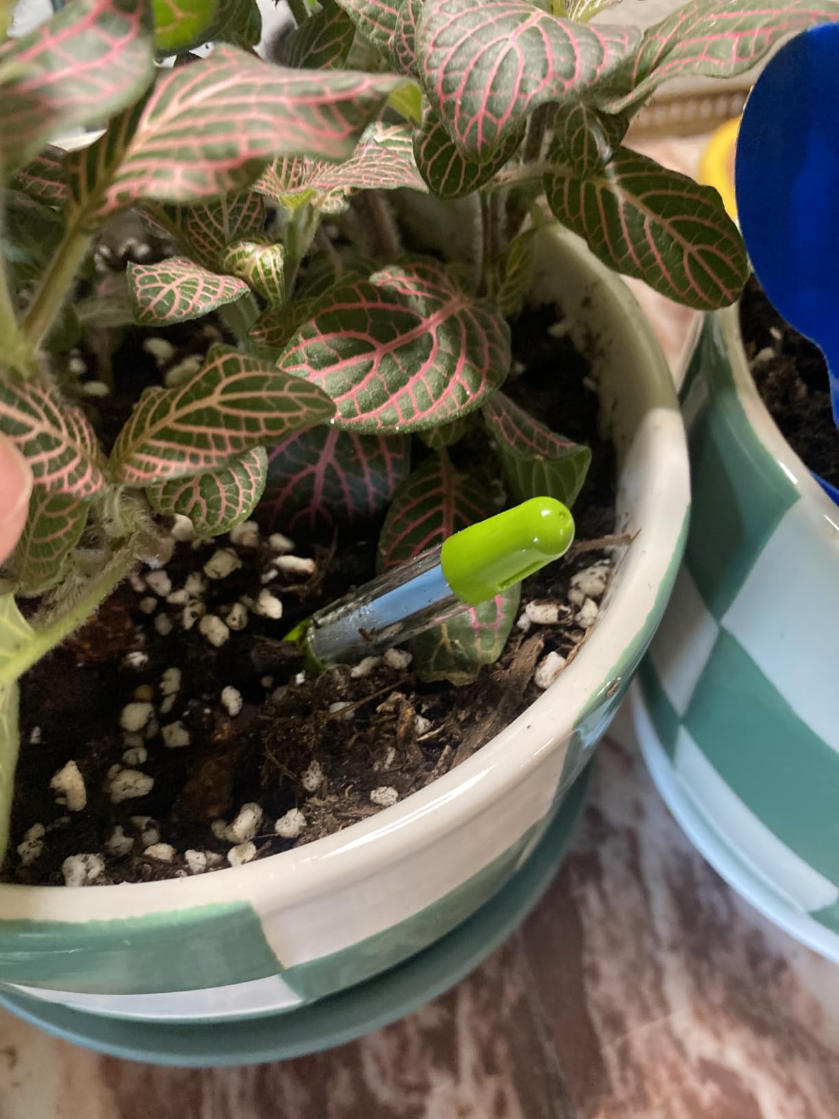 Sustee Aquameter, Set of 5, Plant Soil Moisture Sensor (Green, Small) customer photo 2