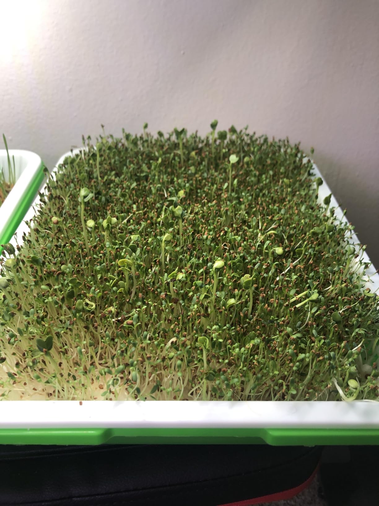 Legigo 5 Pack Seed Sprouter Trays with Lids, Microgreens Growing Trays Kit | BPA Free & Soil Free, Reusable Sprouting Kit with Germination Paper for Wheatgrass, Beans, Cat Grass and Indoor Gardening customer photo 2