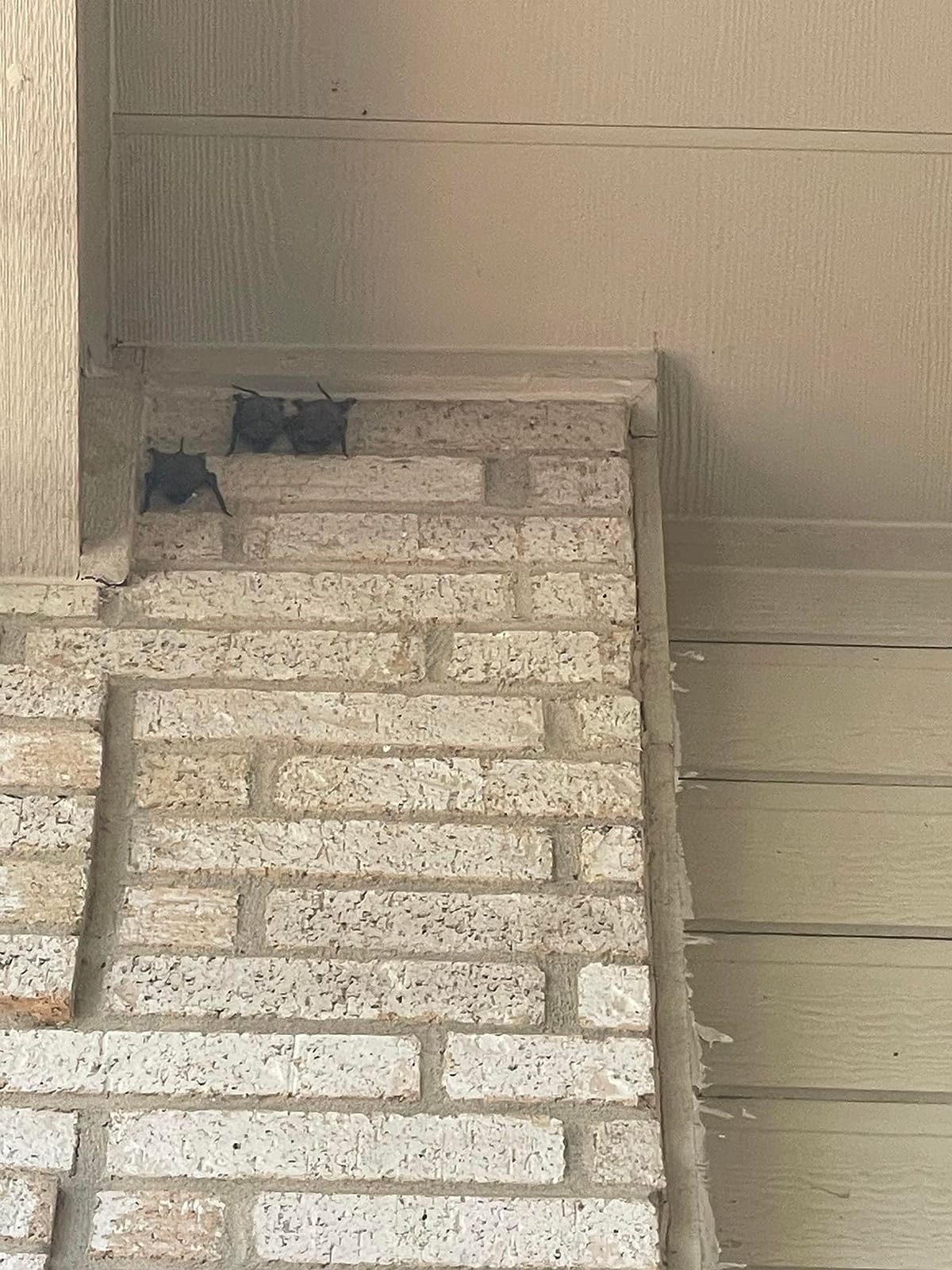 Ultrasonic Bat Removal, Briidea Bat Away System, Demands Bats to Flee, Human and Pet Safe customer photo 1
