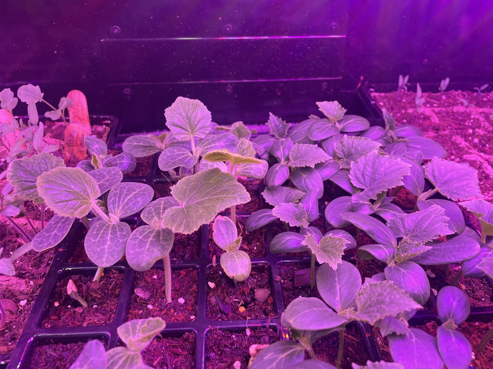 2 Pack LED Grow Light Panel Full Spectrum Lamp for Indoor Plants | with White Blue Red UV IR LEDs for 4x4ft Coverage Grow Tent Greenhouse Veg and Bloom Seedlings Hydroponics customer photo 1
