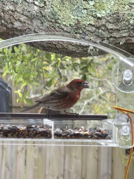 Window Bird Feeder with Strong Suction Cups - (Upgraded 2026 Model) Clear Acrylic Feeder Window for Cats Bird House Gift customer photo 1