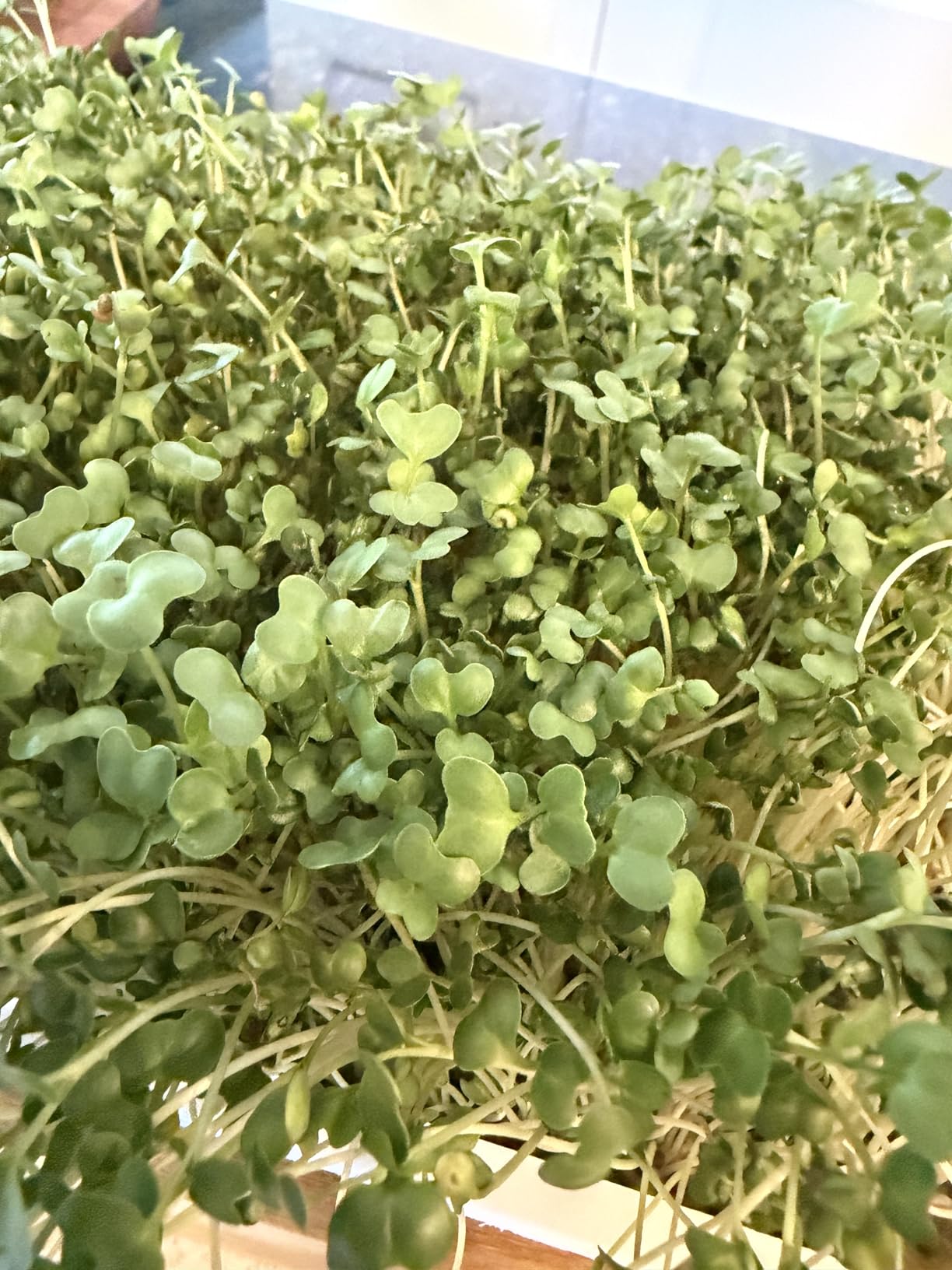 Microgreens Growing Kit - Self-Watering Tray with US Premium Seeds | Grow broccoli and salad mix indoors with a reusable tray, grow mats, USA premium seeds & bamboo frame. customer photo 1