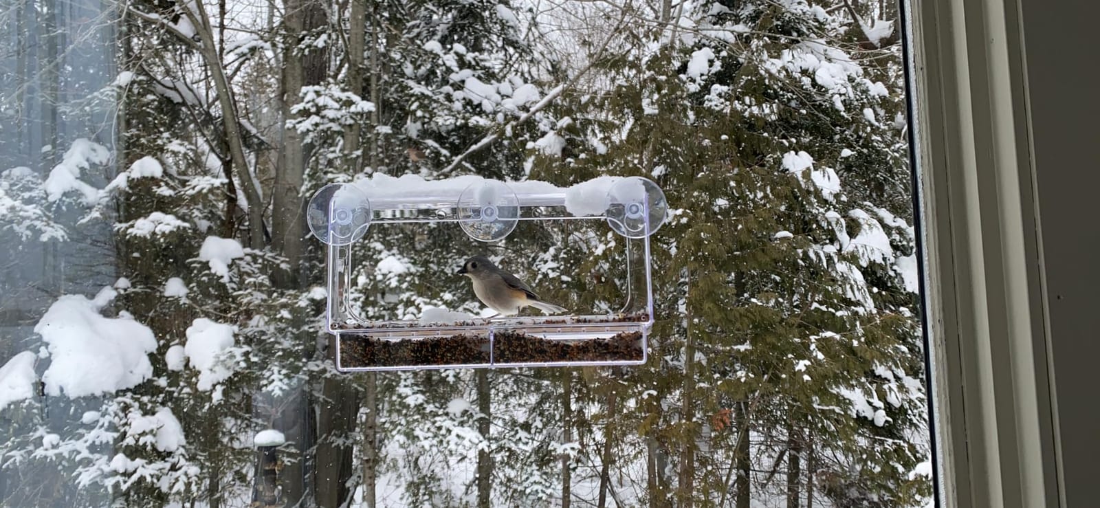 LUJII Shatterproof Window Bird Feeder with Strongest Suction Cups, Polycarbonate Window Mount Feeder with Crystal Clear View & Life-Out Tray, Fits Bigger Birds Like Cardinal or Blue Jay, Clear customer photo 2