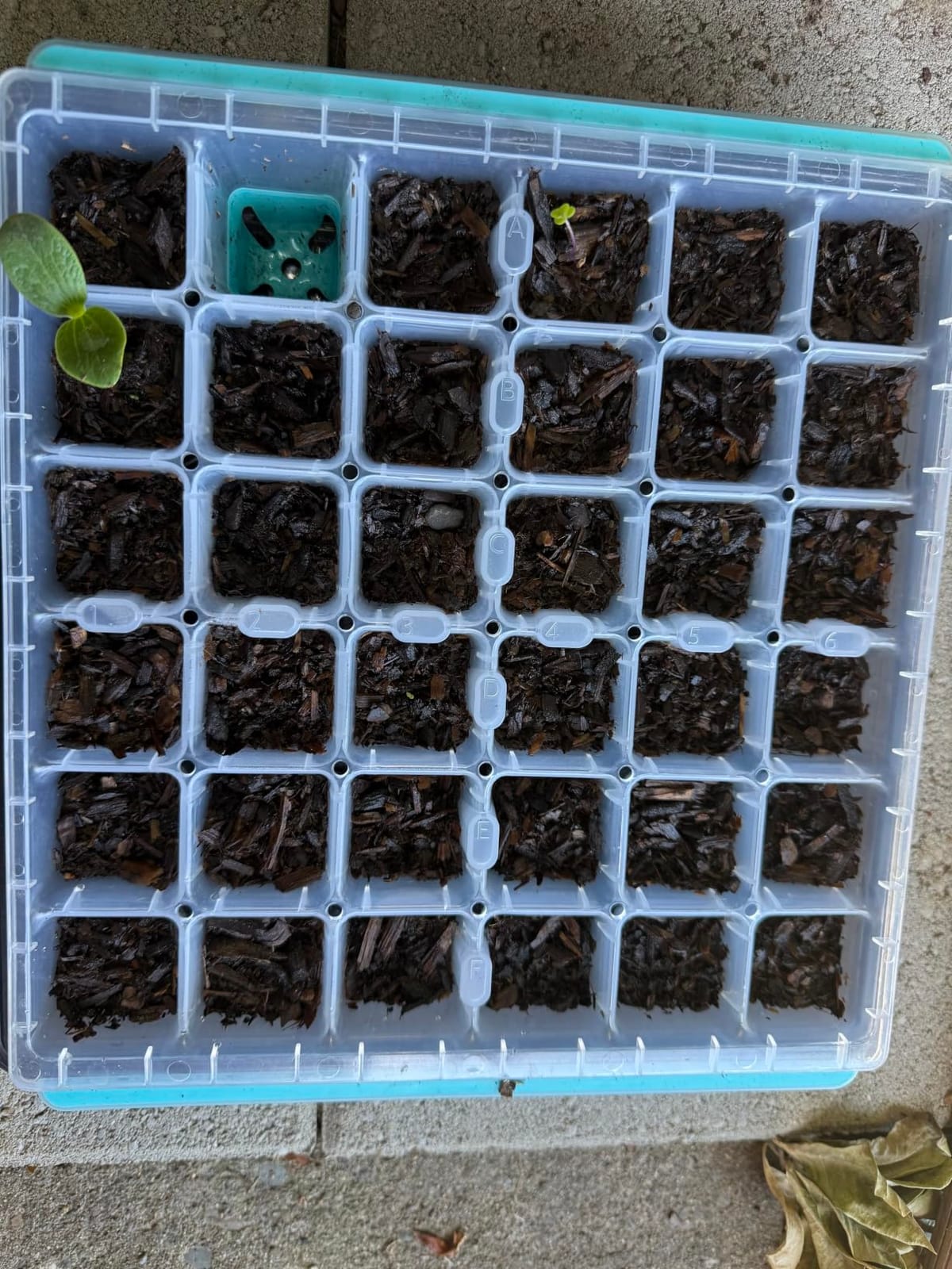 Burpee SuperSeed Seed Starting Tray | 36 Cell Reusable Seed Starter Tray | for Starting Vegetable, Flower & Herb Seeds | Indoor Grow Kit for Plant Seedlings | for Germination Success customer photo 2