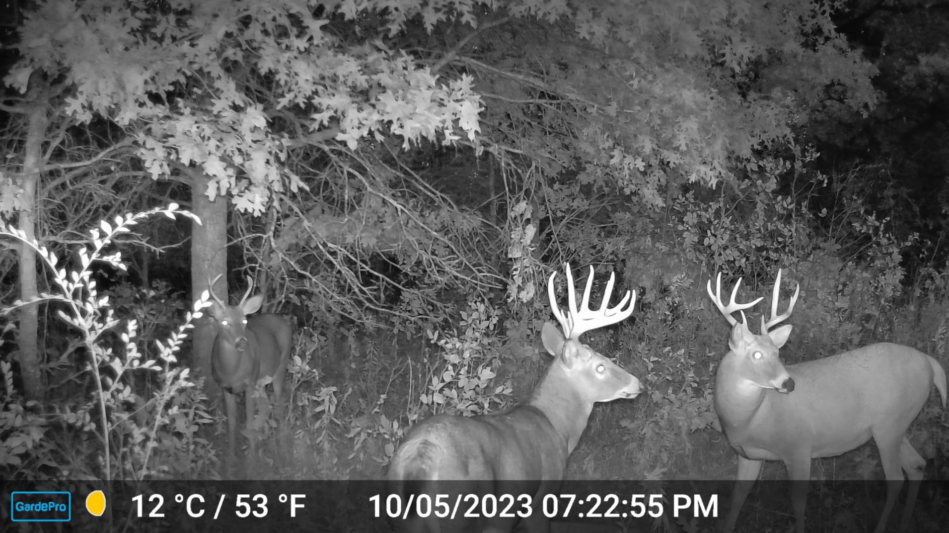 GardePro E5S Trail Camera, 64MP Photo & 1296P HD Video | 0.1s Trigger, 100ft No-Glow Night Vision, Motion Activated, Non-Cellular, Non-WiFi customer photo 2