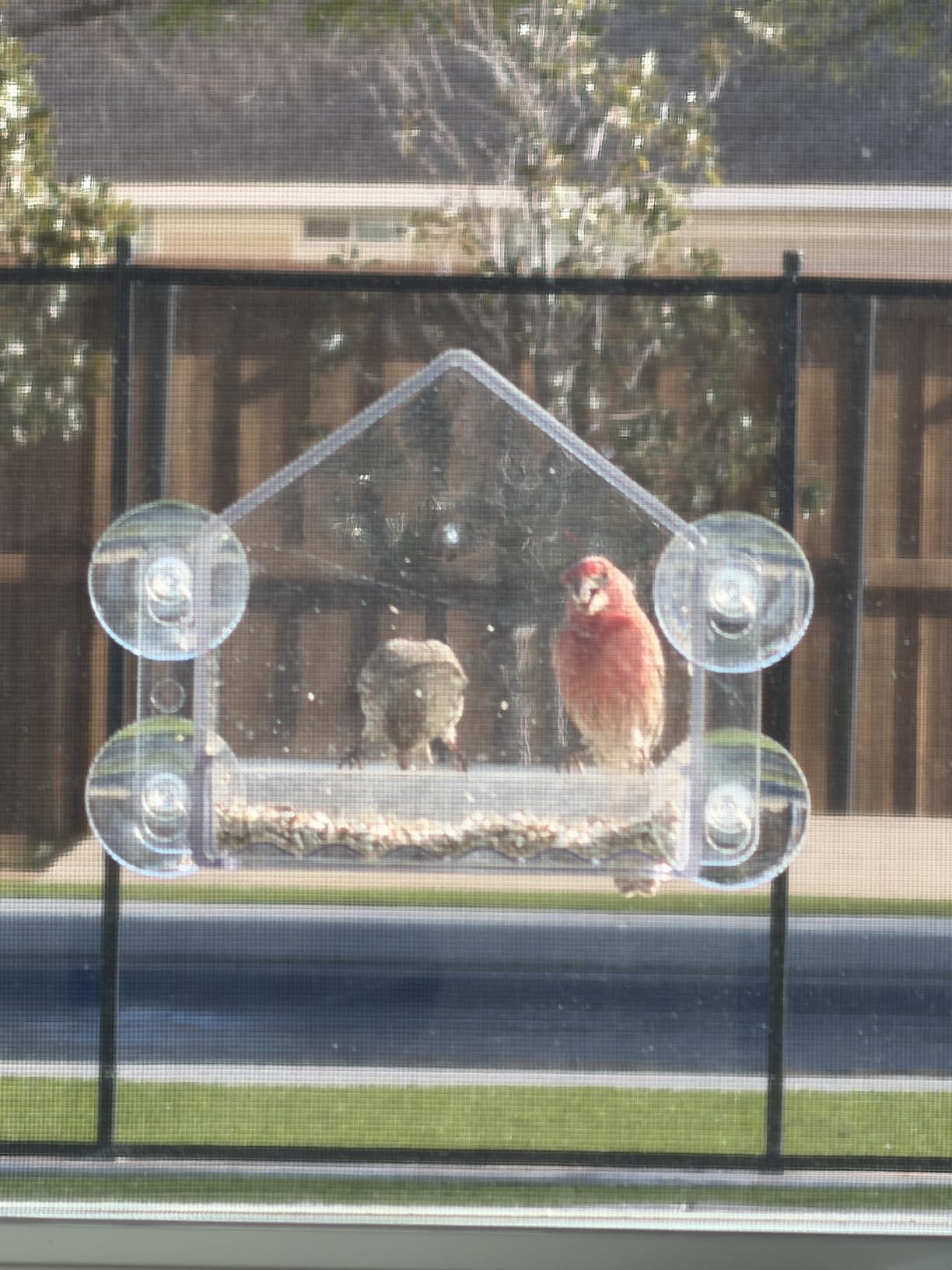 Nature's Way Win-3 Clear View Window Bird Feeder with Strong Suction Cups, Transparent Outdoor Wild Bird Seed Feeder and Décor, 2 Cup Capacity, Clear, 6.5