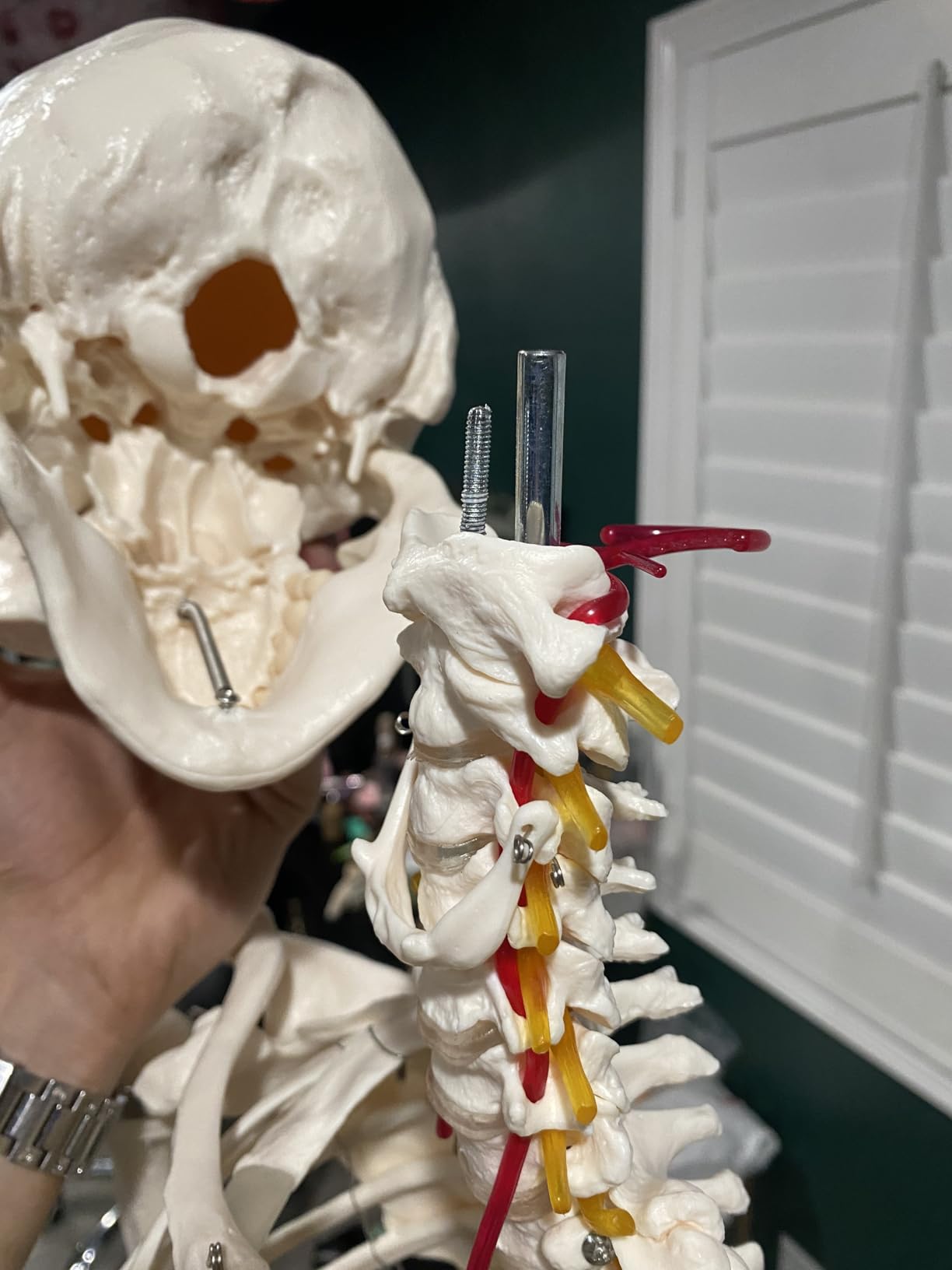 NLShan Human Skeleton Model for Anatomy - Life Size Anatomical Skeleton Medical Model with Nervous System 70.8 in with Rolling Stand for Study and Display Colorful Posters customer photo 1