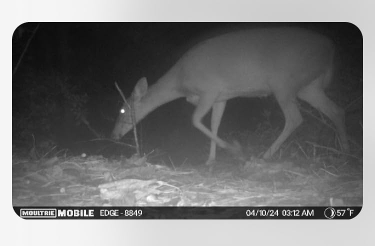 Edge Cellular Trail Camera - 2-Pack, 33MP customer photo 1