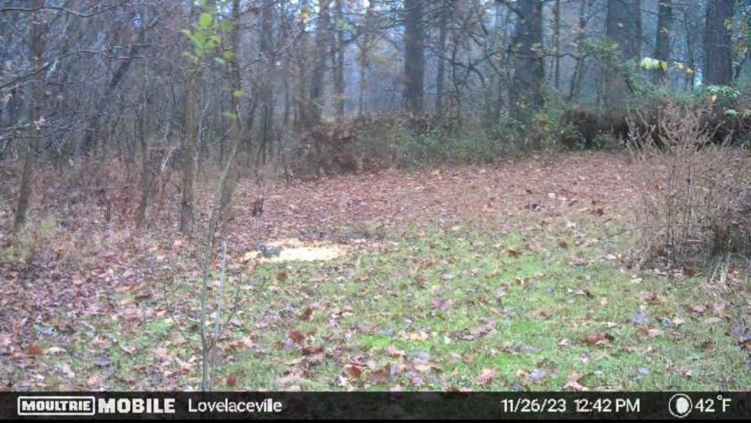 Edge Cellular Trail Camera - 2-Pack, 33MP customer photo 2