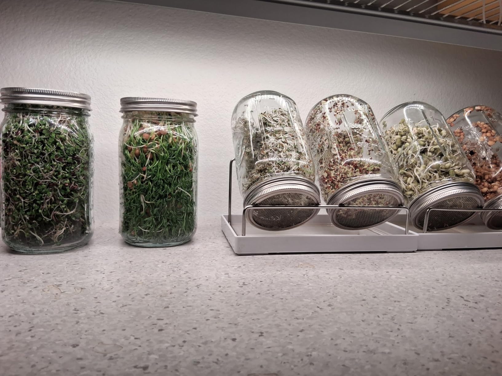 Kitmiido Seed Sprouting Kit, 2 Large Wide Mouth Mason Jars with Sprout Lids, Blackout Sleeves, Drain Tray, Stainless Steel Stand, Sprouts Growing Kit for Bean, Broccoli, Alfalfa (Yellow+Green) customer photo 2