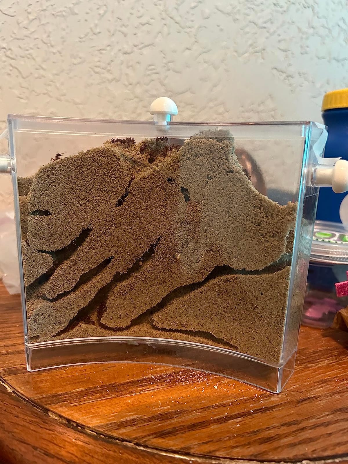 Ant Farm for Live Ants - Real Sand Ant Colony Kit for Kids -Fun Science Habitat Set for Children, Watch Ants Dig Tunnels, Carry Sand, Hide and Drag Their Food customer photo 2