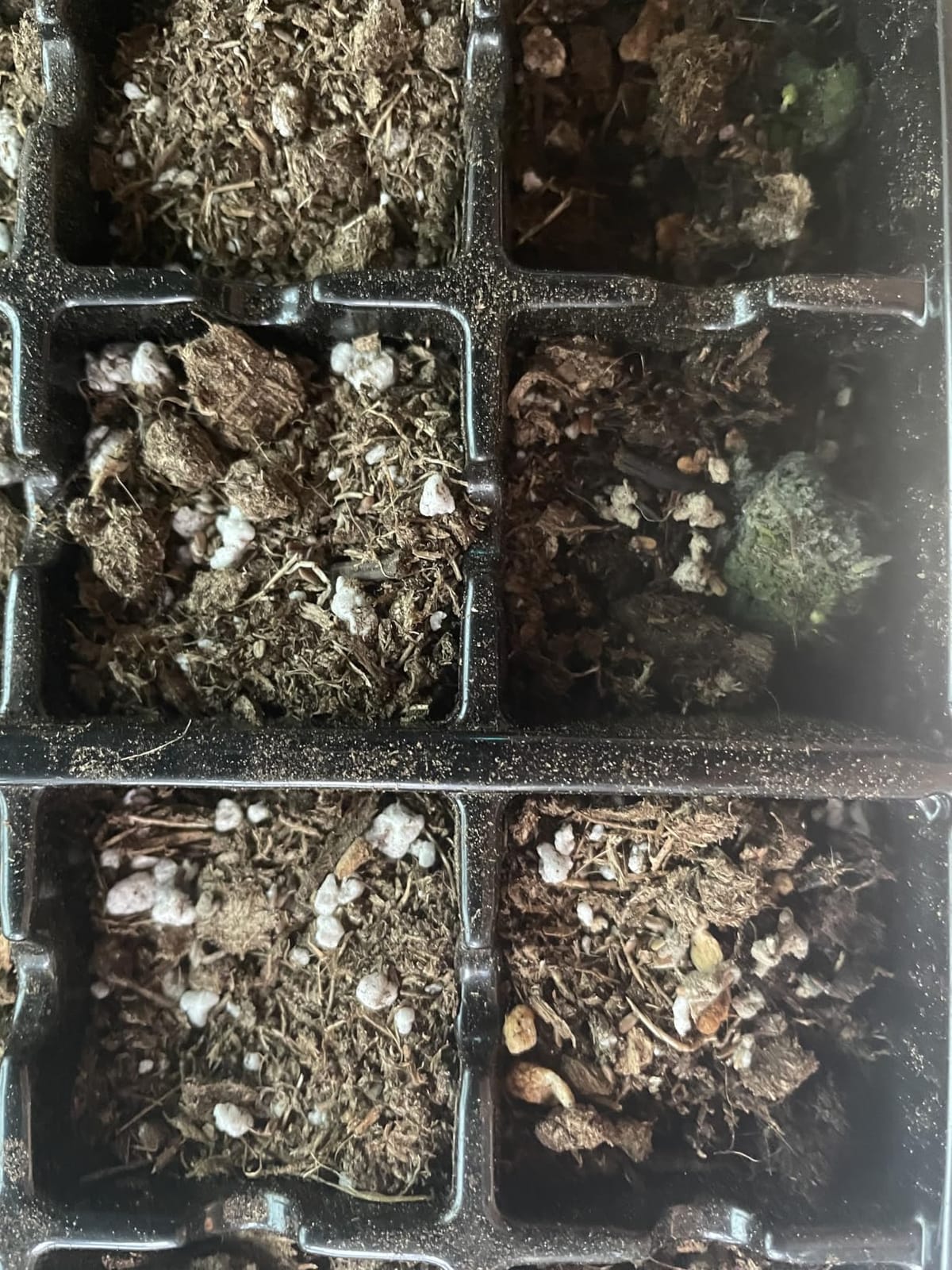 AC Infinity Heavy-Duty Humidity Dome 5x8 Germination Kit with Waterproof Seedling Mat, Full Spectrum LED Grow Light Bars customer photo 1