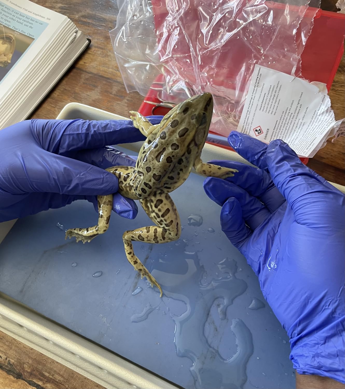 Frog Dissection Kit with Scalpel Dissection Guide | Dissection Specimen for Biology College Anatomy customer photo 2