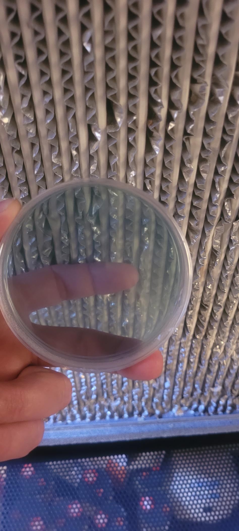 200 Pack 90mm Petri Dishes Sterile Agar Plastic with Lids Bulk | Clear Thick Walls Cell Culture Lab Use School Science Projects Jelly Science Party Supply customer photo 2