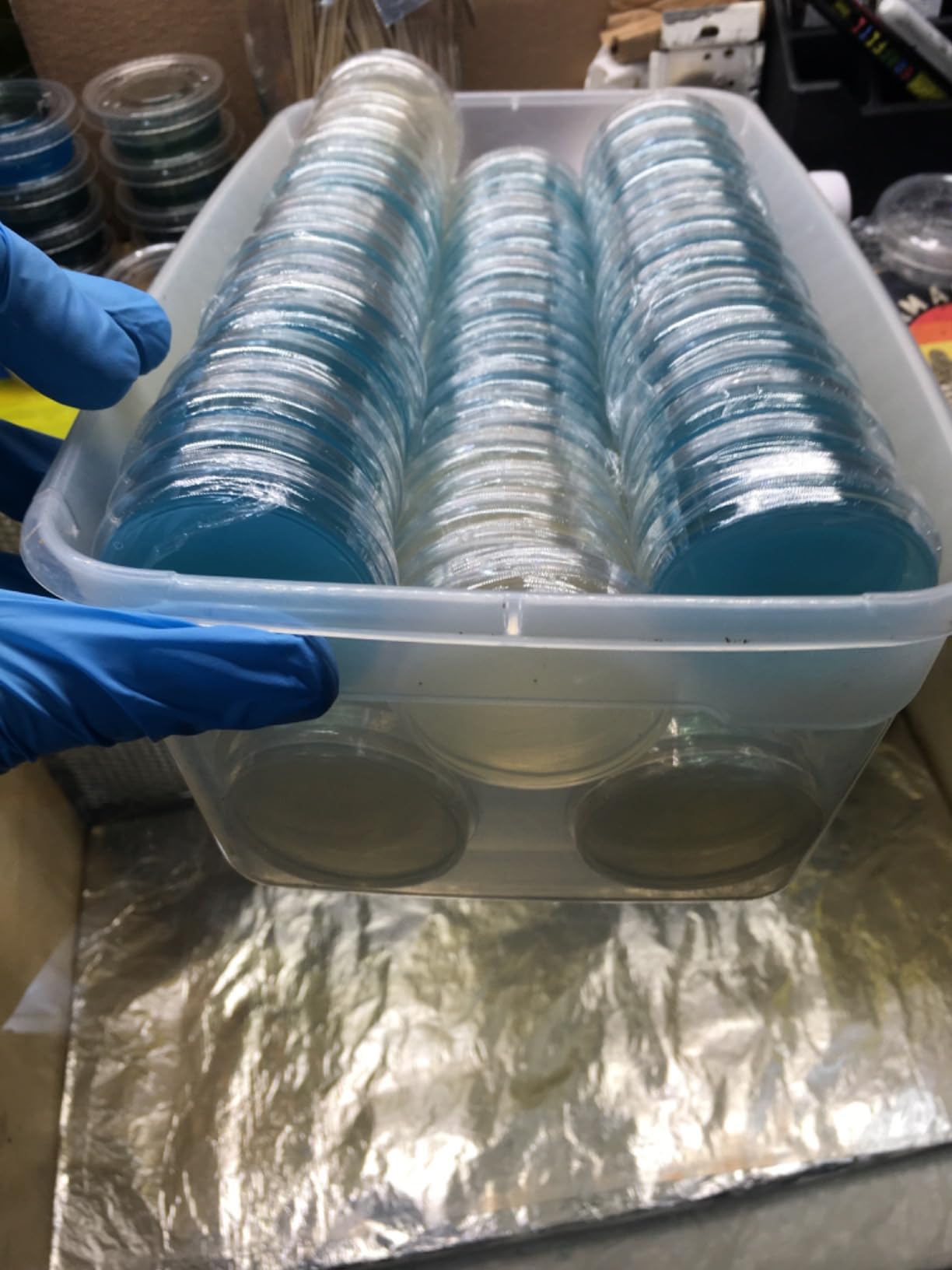 Kigley 400 Pcs Petri Dishes with Lids Bulk Sterile Plastic, 60mm X 15mm | Clear Thick Walls Cell Culture, Lab Petri Dishes for Science Lab Supplies School Projects Supplies customer photo 1