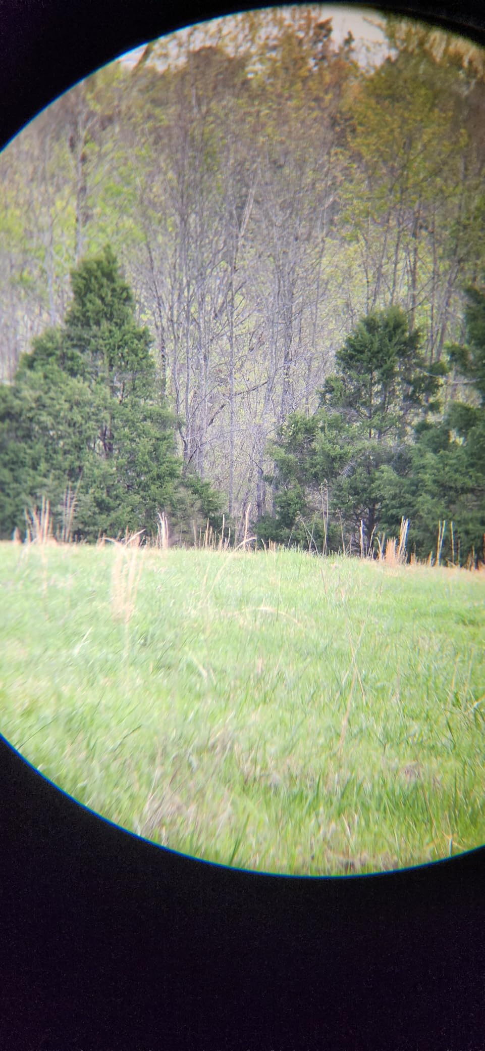 Vortex Triumph HD 10x42 Binoculars | HD Optics, Tripod Adaptable, Waterproof, Fogproof, Shockproof, Included Glasspak Harness customer photo 1