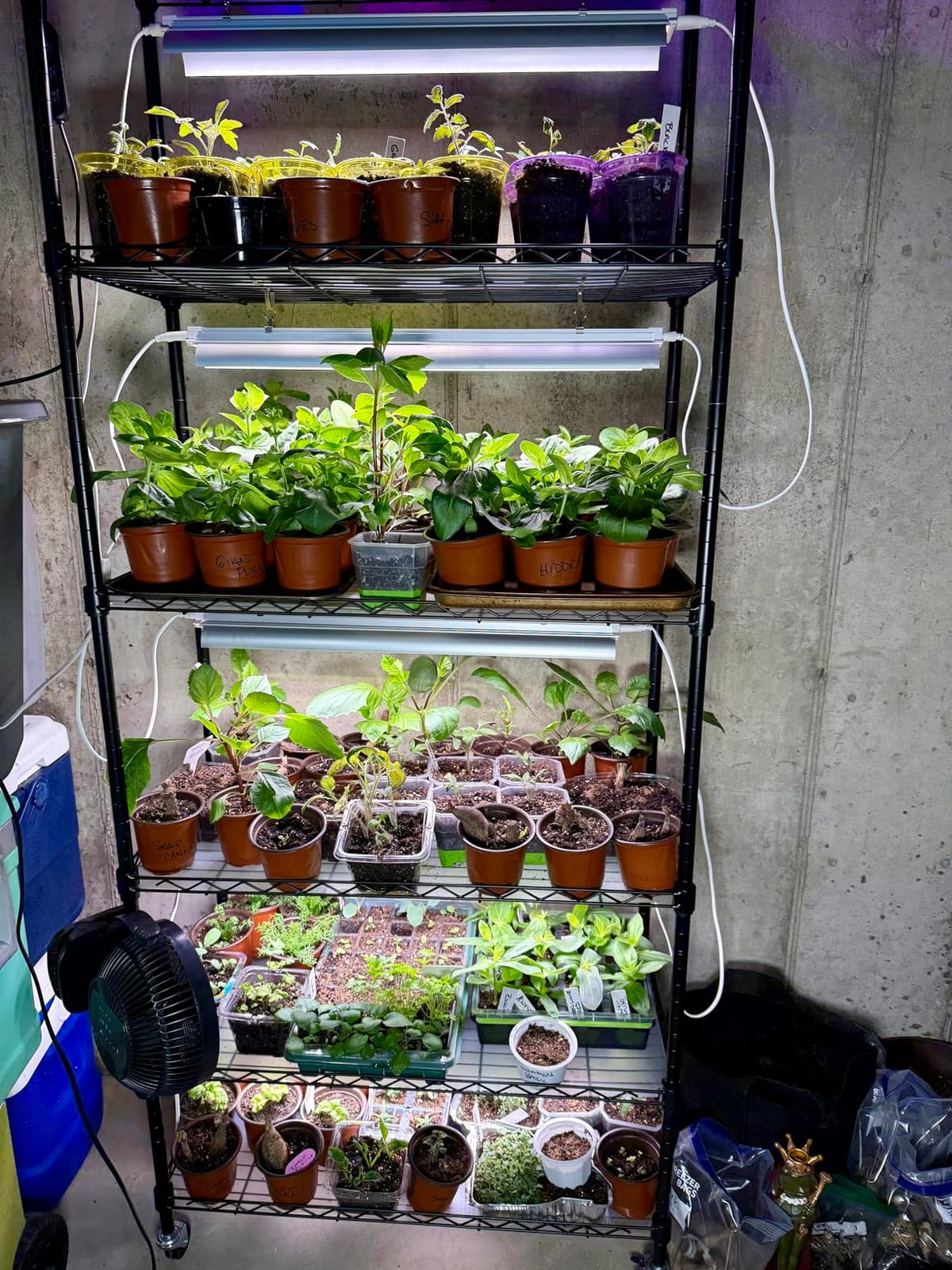 Barrina CX2 Plant Stand with Grow Lights, 6-Tier, 150W, 29.5x13.8x71IN | 5PCS 2FT Full Spectrum Plant Lights, Metal Plant Shelf Display Rack, 3 Adjustable Spectrum, Timer, Wheel, for Seed Starting customer photo 2