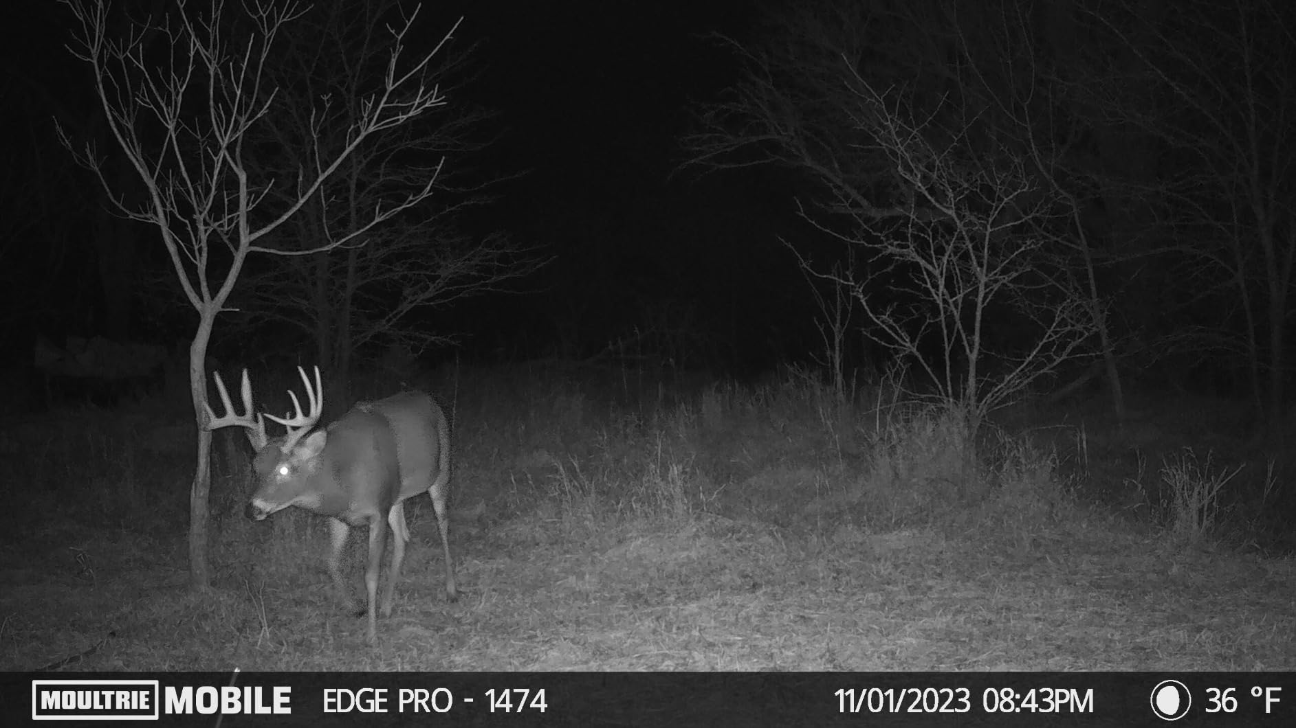 Edge Pro Cellular Trail Camera - 36MP, 1080p Video customer photo 2