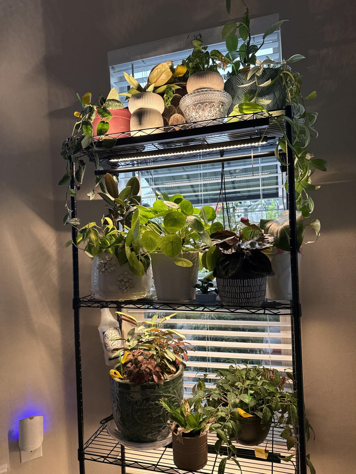 Barrina T5 Grow Lights for Indoor Plants, Full Spectrum, 1ft LED Plant Light, Black Cover LED Grow Light Strips, 3 Mounting Modes, Magnetic Installation, Plug and Play, 5000K, 4 Packs customer photo 2