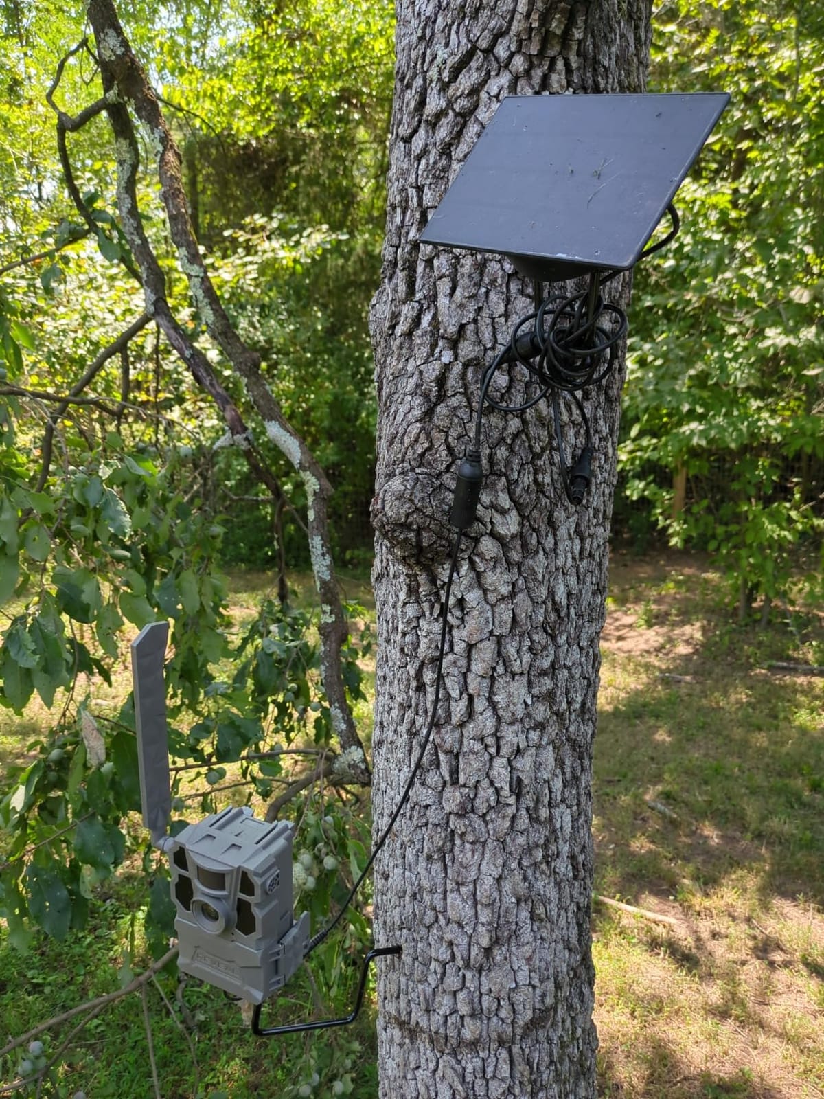 Trail Camera Mount, 4-Pack 360° Tree Brackets with 1/4in Thread customer photo 2