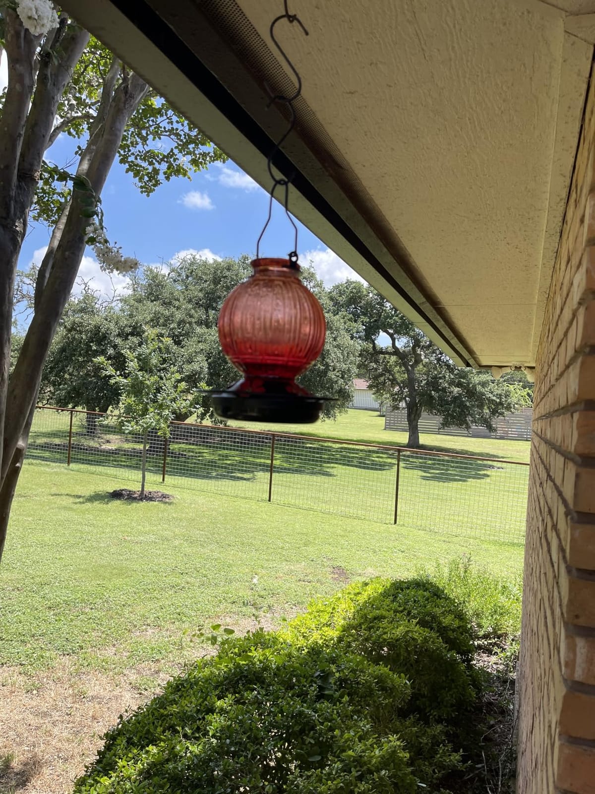 Glass Hummingbird Feeder for Outdoors Hanging, 26 fl oz Bird Nectar Feeder | 5 Metal Flower Feeding Ports, 360° Perch Ring, Easy Refill & Clean, Leakproof, Ideal for Backyard, Garden Outdoor Decor, Red customer photo 1