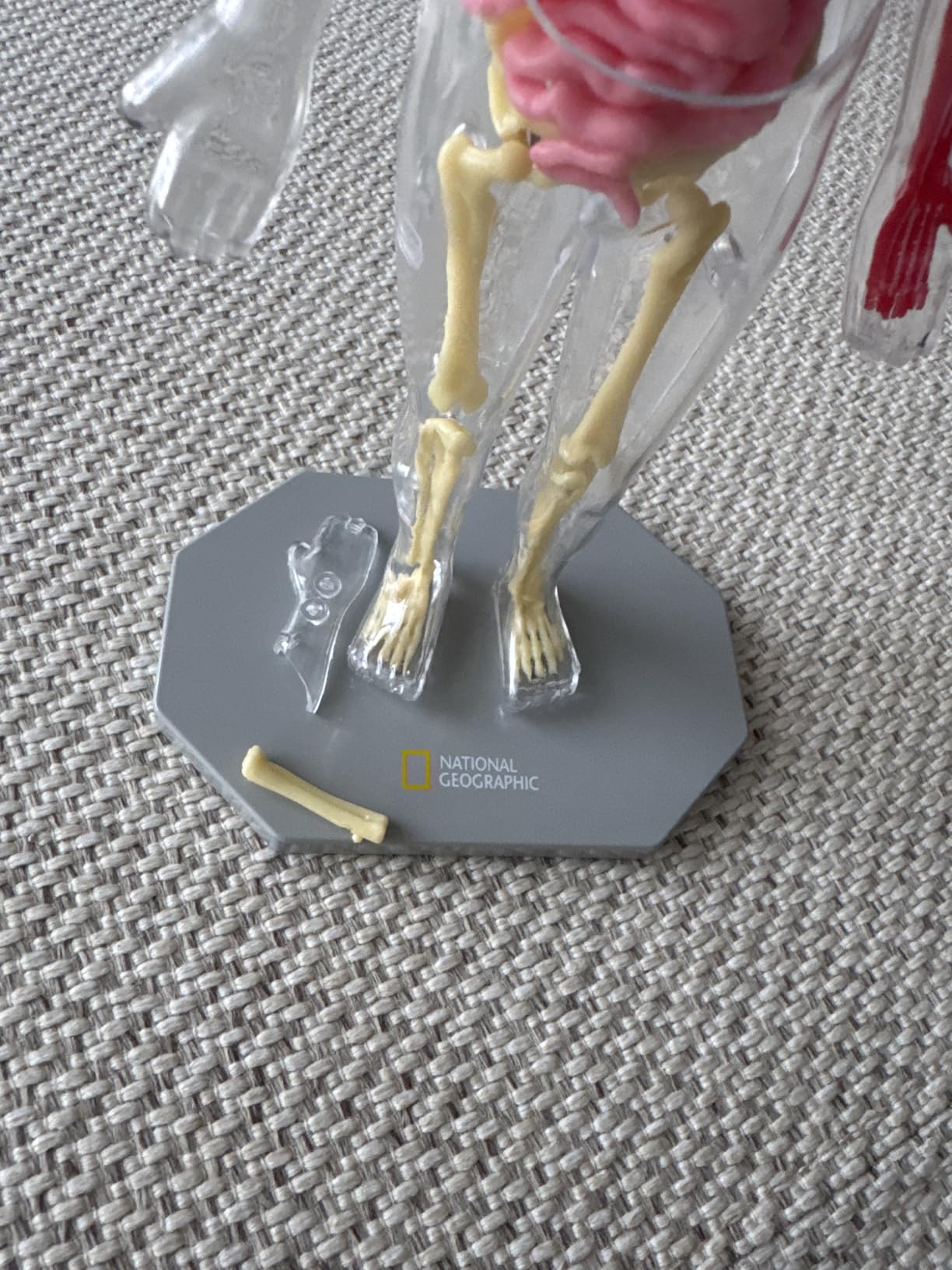 National Geographic Human Body Model for Kids 32-Piece Anatomy Set | Glow-in-the-Dark Bones, Organs & Muscles, Forceps and ID Chart, Anatomy and Physiology Learning, STEM Toy, Birthday Gift customer photo 1