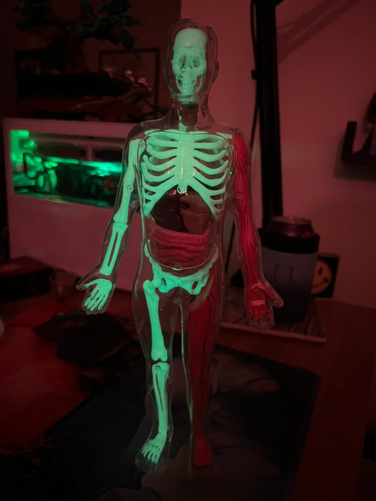 GobiDex Human Body Skeleton Model Kits, 40 Piece Anatomy Figure,Glow in The Dark Bones Interactive Science Kit, STEM Educational Toys for Boys and Girls, Halloween Physiology Gifts for Kids Ages 8+ customer photo 2