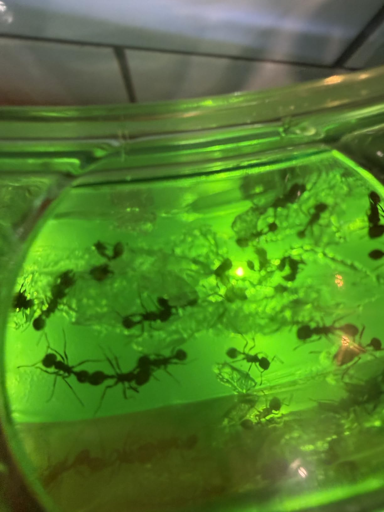 National Geographic Ant Habitat Kit - Light-Up Ant Terrarium with Built-in Magnifiers, Tunnel Starter Tool & More, Ant Activities for Kids, Ant Home, Ant Colony, Ant Habitat, Ant House for Kids customer photo 2