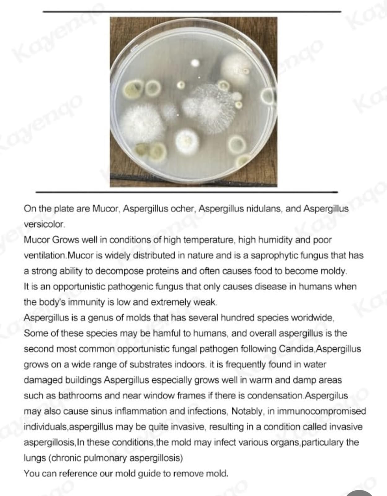 Mold Test Kit for Home - 12 Simple Detection Tests, Test HVAC System, Home Surfaces & Indoor Air Quality Testing Kits, DIY Mold Detector at Home, Includes Detailed Mold Identification Guide, Air Tester customer photo 1
