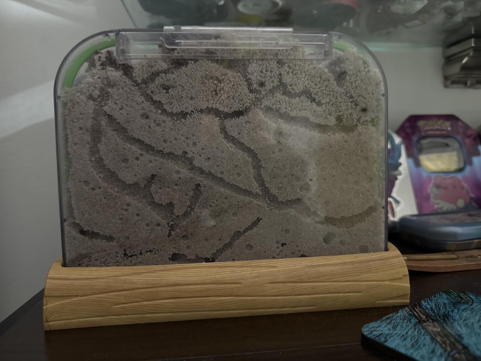 Ant Farm Kit for Kids - Farms Colony - Includes Ants Voucher - Sand Habitat | Bug Terrarium House - Educational Science Gifts for Kid - Nature Learning Toys for Boys, Girls & Adults customer photo 2