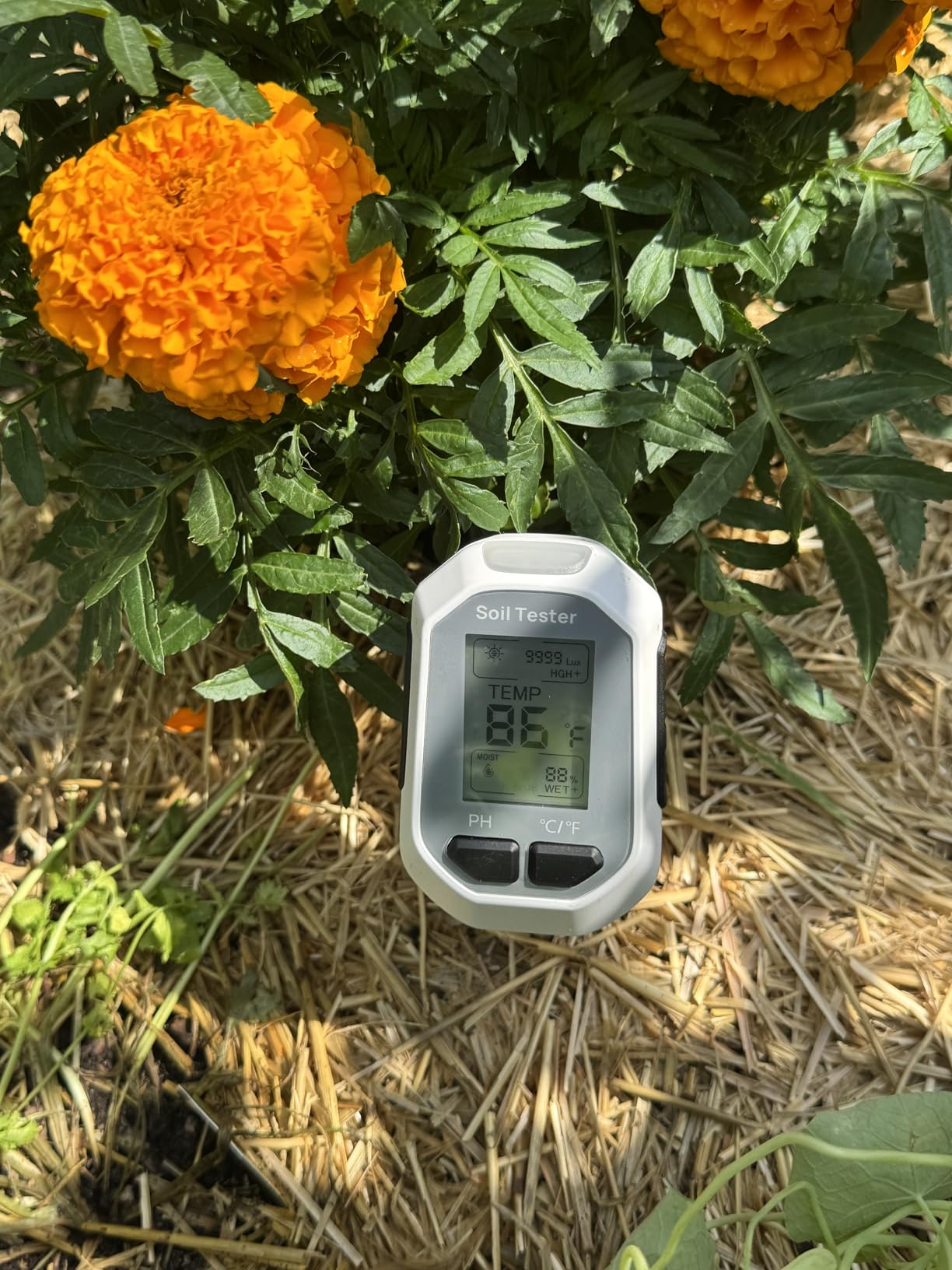 YAMRON 4-in-1 Soil Moisture Meter Digital Plant Temperature/Soil Moisture/pH Meter/Sunlight Intensity Backlight LCD Display Soil Test Meter for Gardening, Farming and Outdoor Plants customer photo 2