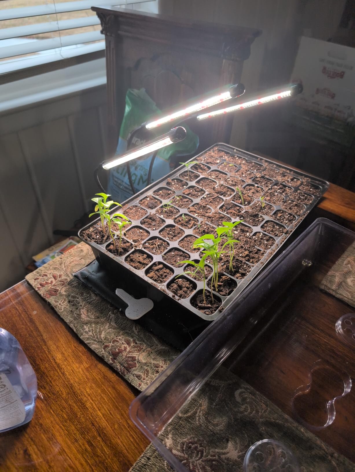 SOLIGT 60 Cell Seed Starter Tray Kit with Grow Light and Heat Mat, Higher 4.3
