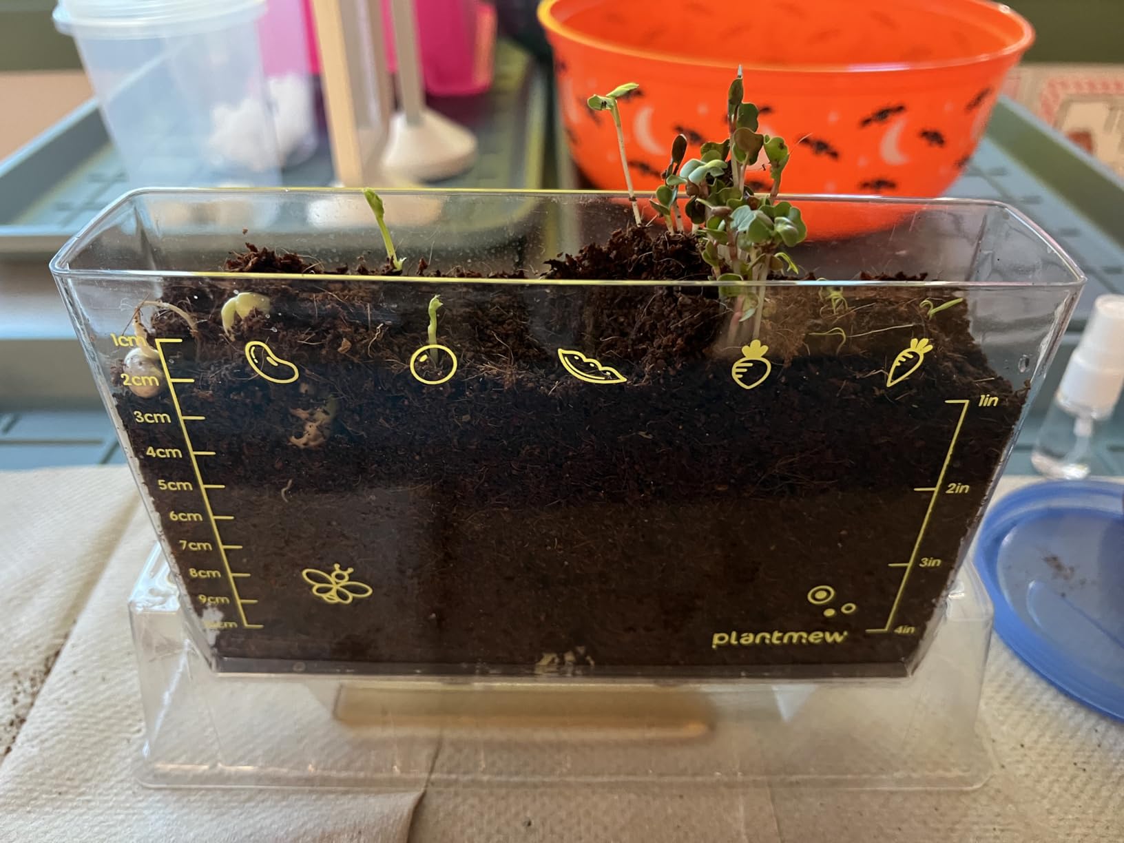 Root Viewer Kit for Kids with 6 Seed Varieties - STEM Science Kits for Kids Age 5-7, 8-12 | Perfect Christmas, Easter, Birthday Gift & School Gardening Project | Learning Educational Gardening Toys customer photo 1