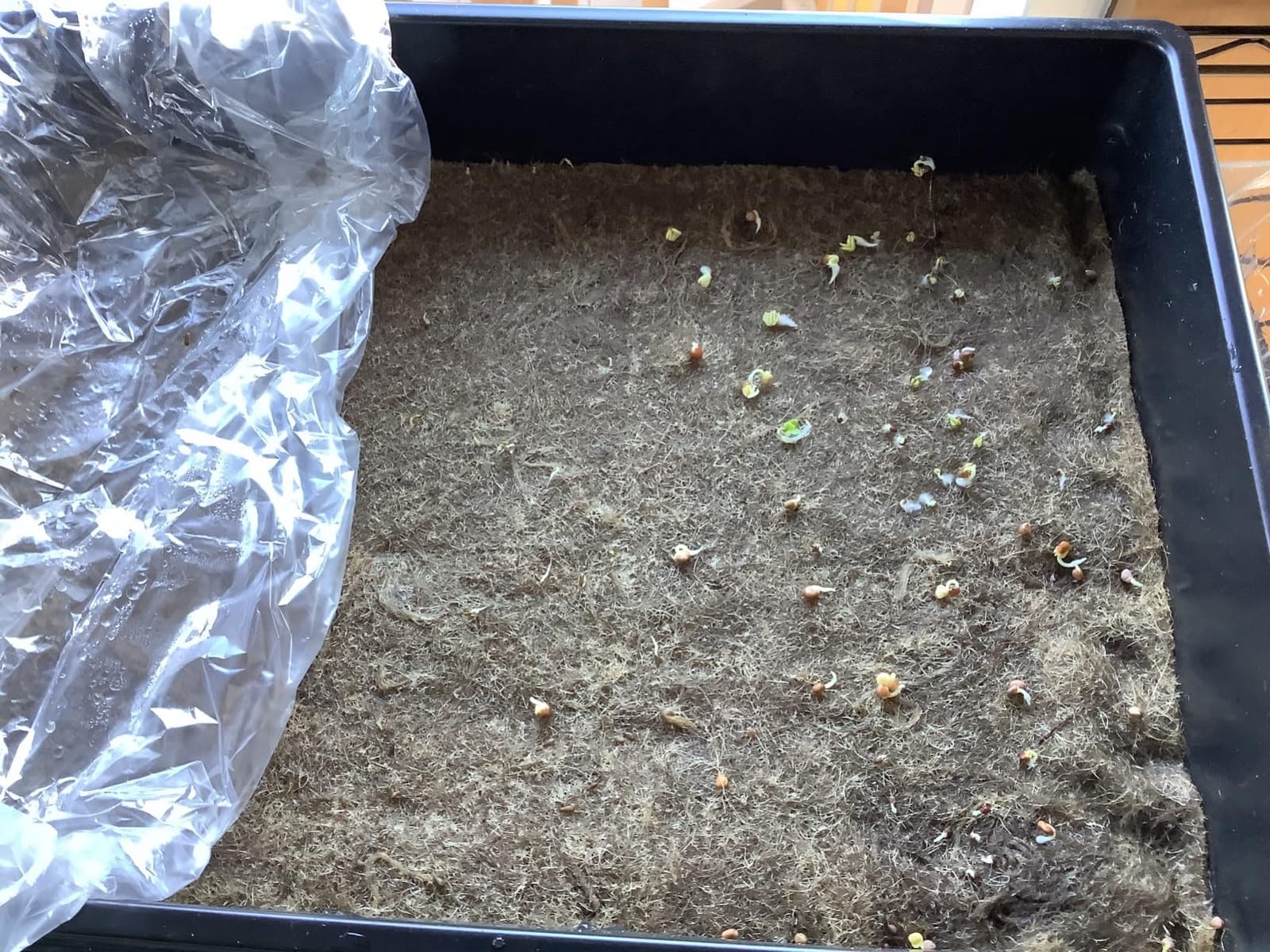 6 Pack Microgreens Growing Kit, Microgreens Trays for Indoor Gardening | 6 reusable trays, 12 hemp fiber grow mats, 15x11x2.5 Inch for sprouts wheatgrass hydroponic seed starting customer photo 1