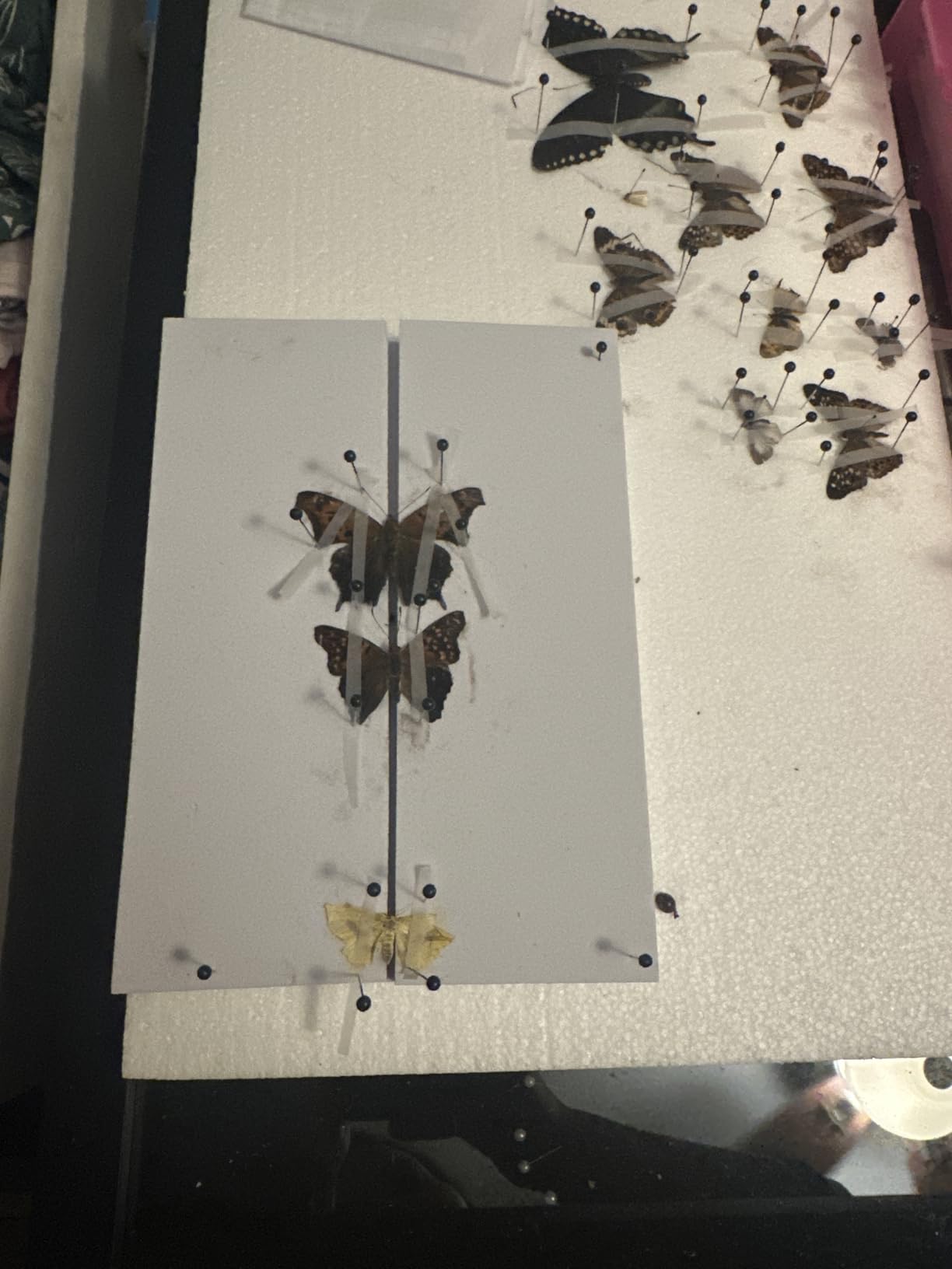 Insect Specimen Tools Kit - EVA Foam Pinning Board, Coordinate Paper, Wings Pressing Paper, Insect Pins, Complete Entomology Kit For Beginners customer photo 1