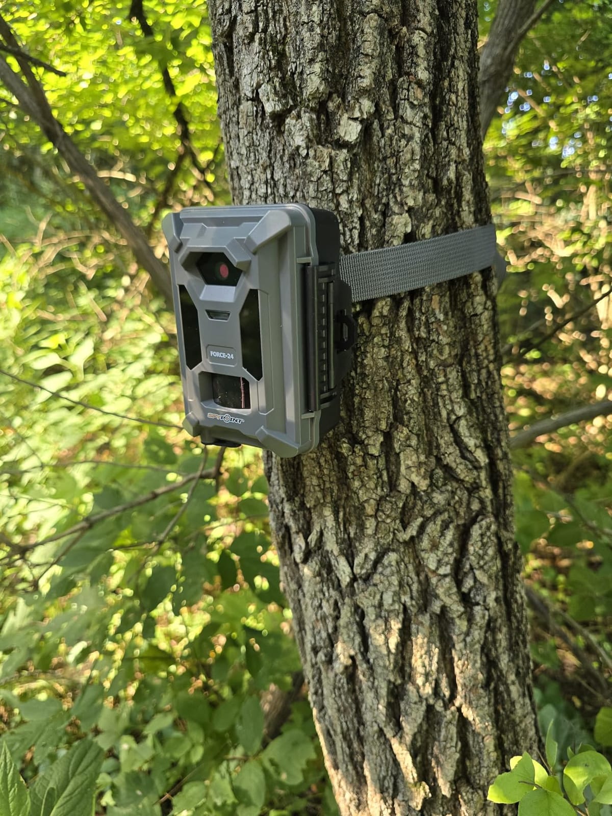 SPYPOINT FORCE-24 Non-Cellular Trail Camera, 2K Video, 24MP Photos, Low-Glow LEDs, Night Vision Game Camera, 70ft Motion Detection, Affordable Trail Cam customer photo 2