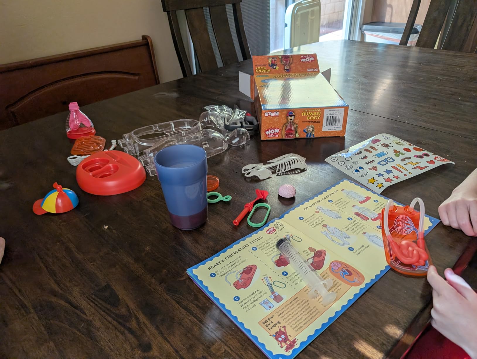 Wow in The World The Amazing Human Body Kit by Thames & Kosmos, Interactive Mechanical Anatomy Model w/Pumping Heart, Lungs, Digestive Tract, Glow-in-The-Dark Bones, Brain & More, Science for Ages 4+ customer photo 1