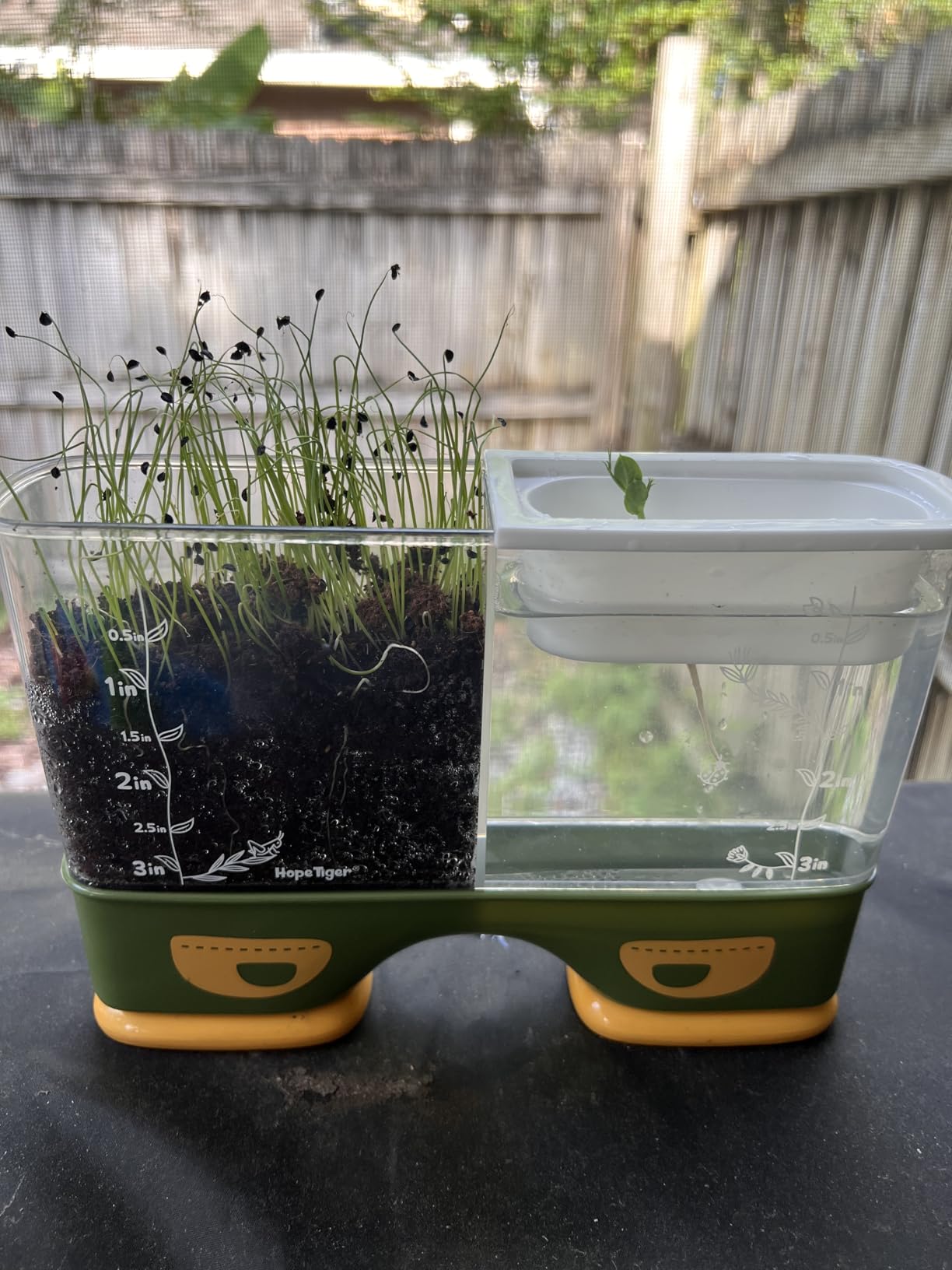 Gardening Root Viewer for Kids - Planting Kits with Seeds & Garden Supplies | Grow Your Own Seed - Home & Classroom Science Stem Learning - Plant Growing Spring Farm Toys & Gifts for Ages 6 Up customer photo 2