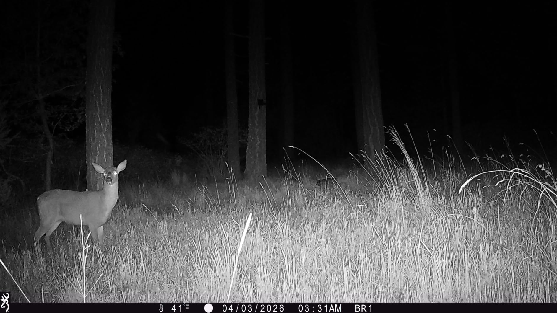 Browning Trail Camera - Strike Force FHDR 40MP Trail Camera | Strike Force FHDR 40MP customer photo 1