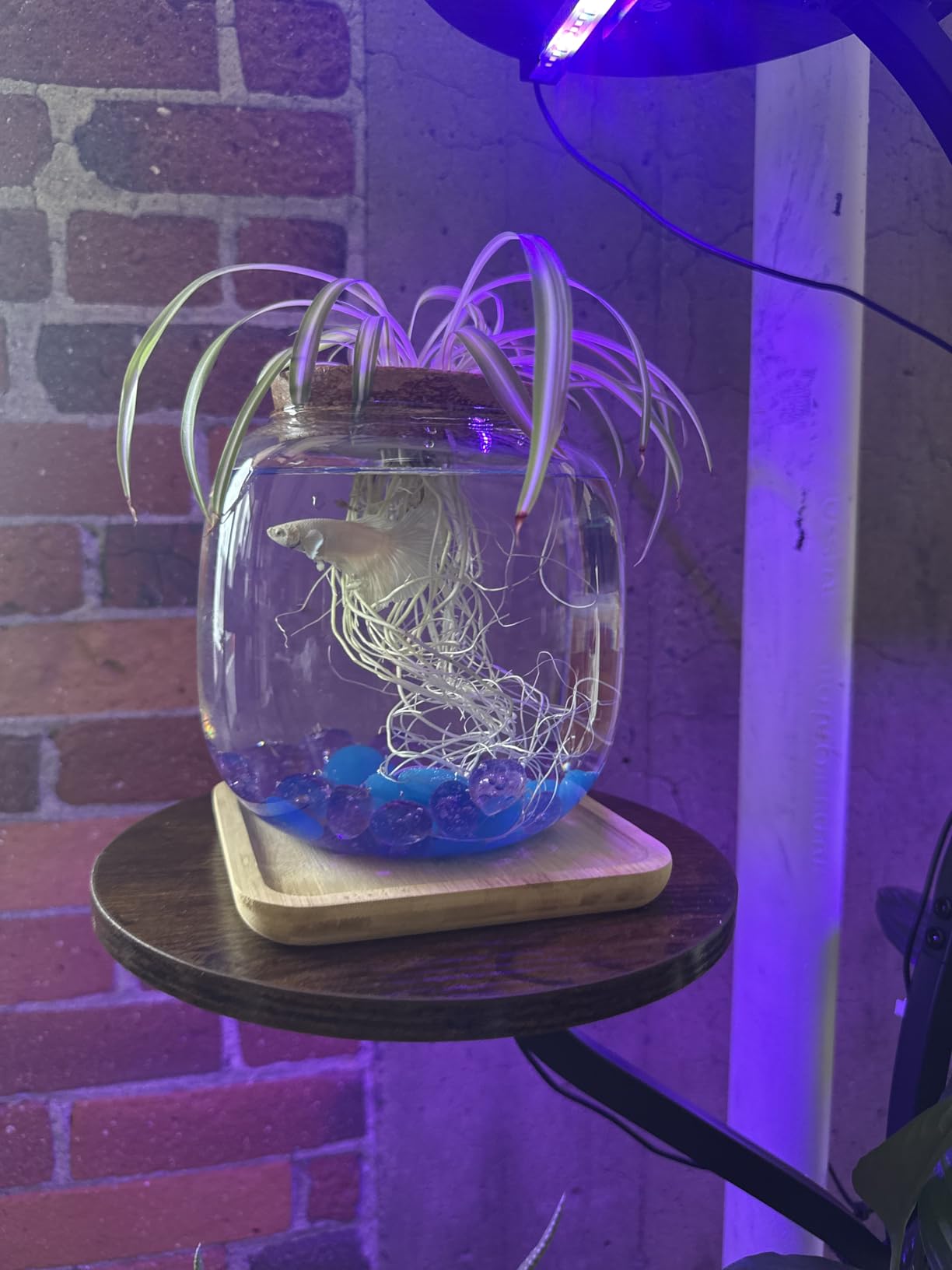 Betta Fish Bowl Glass Small Fish Tank with Bamboo Stand, Plant Propagation Station Hydroponic Terrarium with Lid beta Fish Aquariums 0.6 Gallon customer photo 1