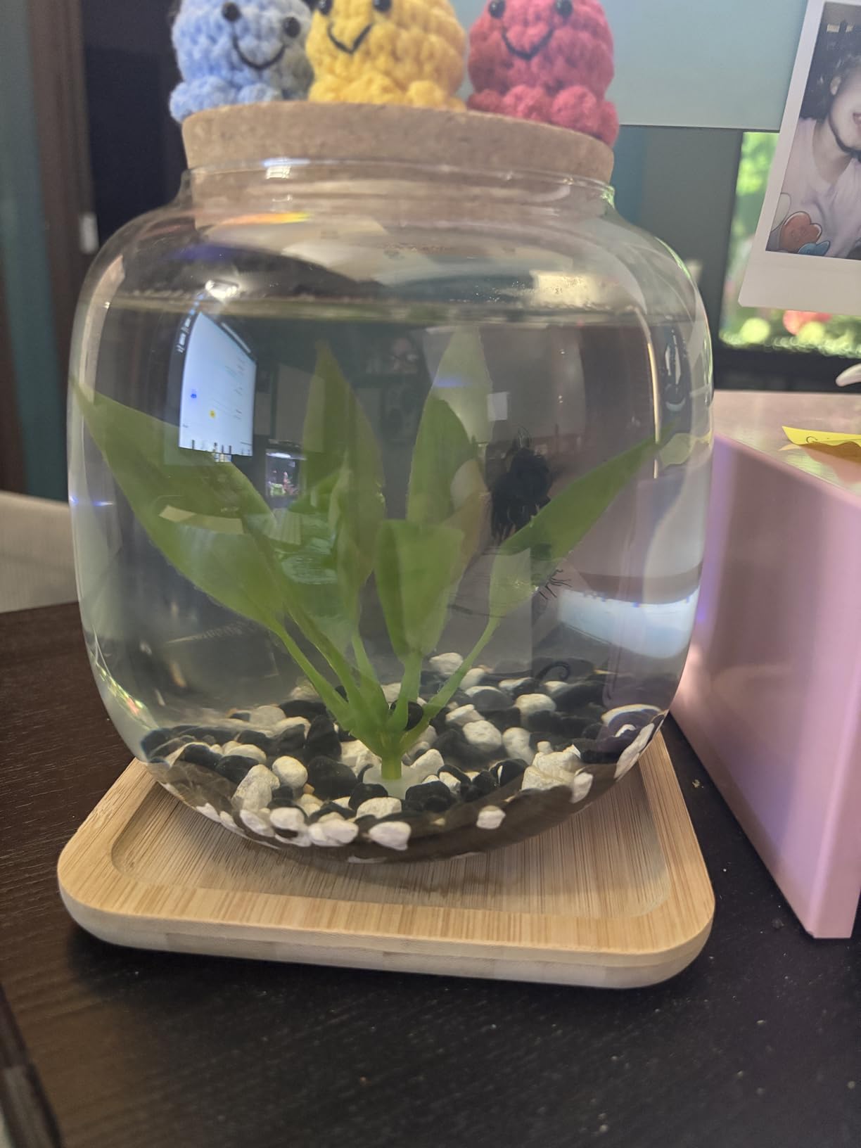 Betta Fish Bowl Glass Small Fish Tank with Bamboo Stand, Plant Propagation Station Hydroponic Terrarium with Lid beta Fish Aquariums 0.6 Gallon customer photo 2