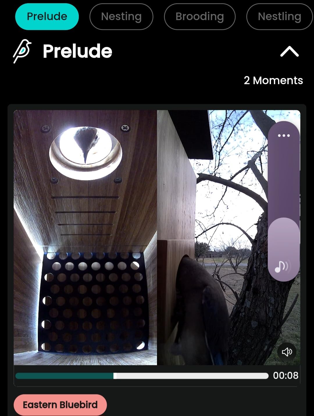 Smart Bird House with Dual 1080P Cameras, Lifetime Free AI Bird ID | Solar Powered, Remote Control, Bamboo Bird Nest for Garden & Bird Lovers, Watch Robin Nesting Story in Realtime, DIY Gift customer photo 1