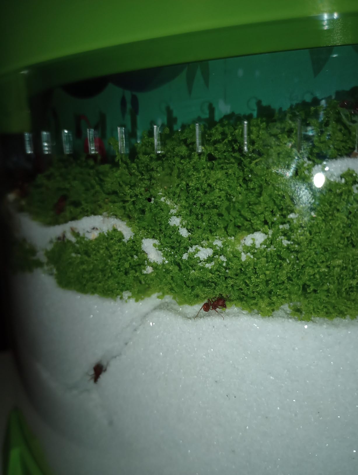 Illuminated Ant Farm Habitat with Magnifier - Educational Ecosystem for Ant Colony Observation, Home & Classroom Science Study (Live Ants Not Included) customer photo 2
