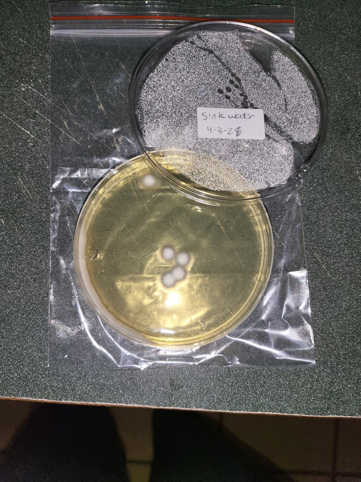 Bacteria Water Test Kit for Drinking Water, 12-Pack Well Water Testing Kit for Coliform and E. coli, At-Home Testing for Well, Tap, City and Pool Water, Includes Free Lab Analysis customer photo 2