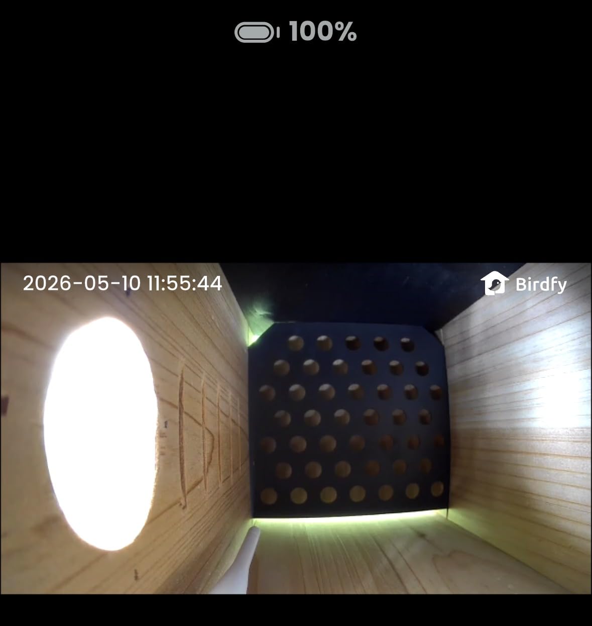 Birdfy Bird House with Camera Inside, Metal Clad, AI Bird ID & Nest Story | 1080P HD & Night Vision for Bluebird Finch Swallow Wren Chickadee Nesting Watching, Auto Detect & Notify, 5200mAh Battery customer photo 1