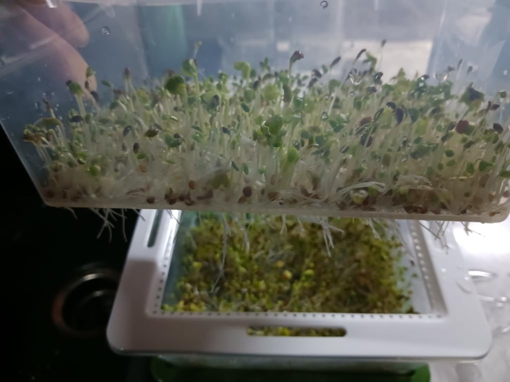 Sprouting Trays - 4-Tier Seed Sprouter with Drain Spout | 4 BPA-free stackable trays with a drain spout for easy home sprouting. customer photo 2